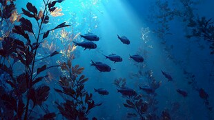 海底鱼群共舞美丽景象