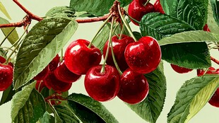 饱满红樱桃挂于翠绿枝头