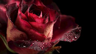 娇艳带露红玫瑰