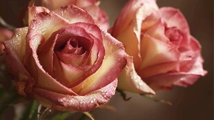 娇艳带露玫瑰绽放