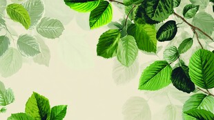 清新绿叶背景图