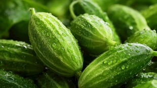 鲜嫩带露小黄瓜