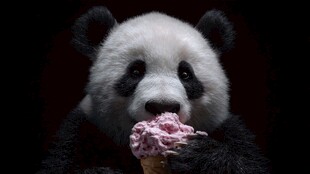 熊猫吃粉色冰淇淋超萌