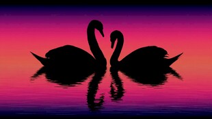 黄昏下双天鹅的浪漫剪影