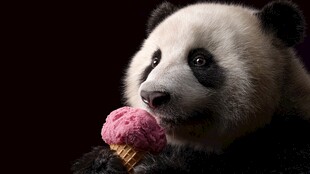 熊猫吃粉色冰淇淋超萌