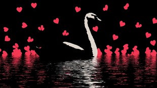 天鹅游弋于爱心环绕之中