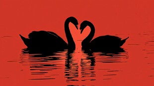 双天鹅水中成爱心剪影