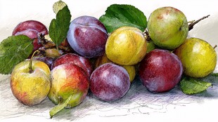 彩铅绘多彩李子与绿叶