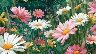 缤纷雏菊绽放的梦幻花田