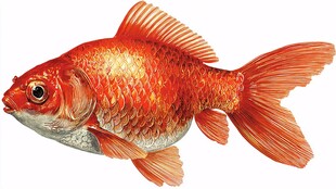 橙红色金鱼特写插画