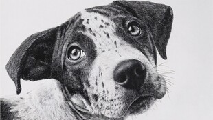 黑白绘小狗 萌萌的凝望