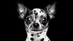 斑点吉娃娃的黑白特写