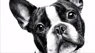 可爱法斗犬的黑白肖像画