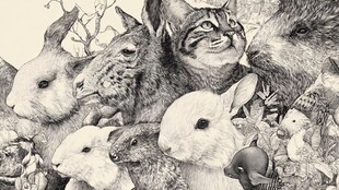 动物群像 猫咪兔子等齐聚