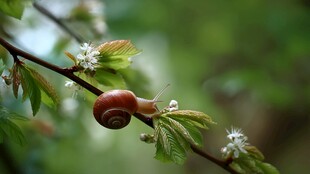 枝头蜗牛 春日里的静谧一刻