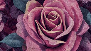 复古质感粉色玫瑰花特写