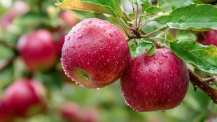 枝头带露的红苹果