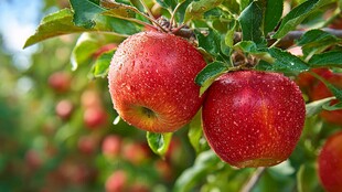 枝头红苹果 露珠添娇俏