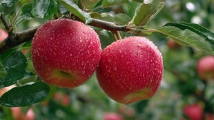 枝头红苹果 水润又诱人