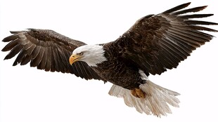 展翅翱翔的白头海雕