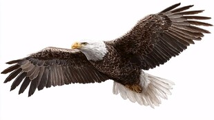 展翅翱翔的白头海雕