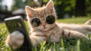 墨镜小猫惬意自拍