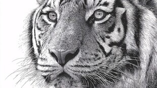 黑白素描老虎头部特写