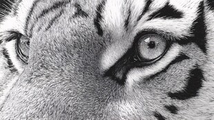 虎目特写 野性与威严尽显