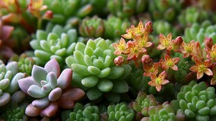 多彩多肉植物的美丽景致