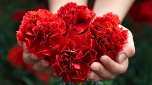 手捧娇艳红康乃馨