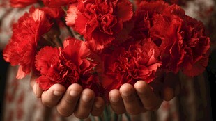 手中娇艳红康乃馨