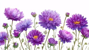 紫色雏菊花卉清新插画