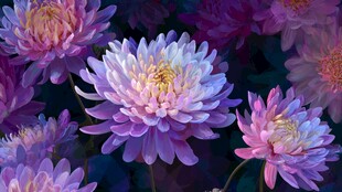 梦幻紫粉菊花绽放美景