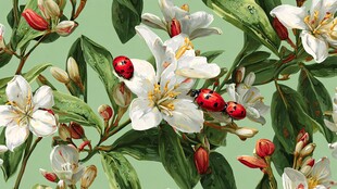 绿底白花上的瓢虫景致