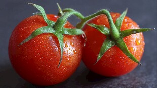 新鲜带露小番茄