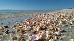 海滩上五彩斑斓的贝壳景观