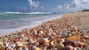 贝壳遍布的美丽海滨风光