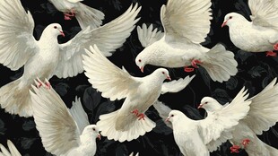 白鸽群飞姿态灵动