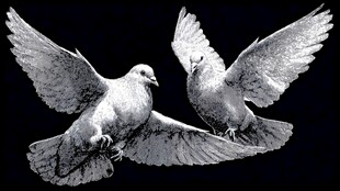 双鸽展翅图