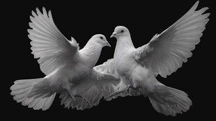双鸽展翅图