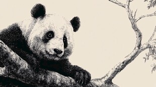 熊猫栖于枝头黑白画像