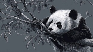 熊猫倚枝休憩图