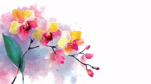 水彩绘娇艳兰花枝