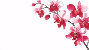 水墨风粉色兰花枝