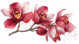水彩绘红兰花枝