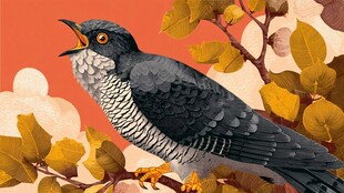 枝头鸣啼的灰黑雀鸟