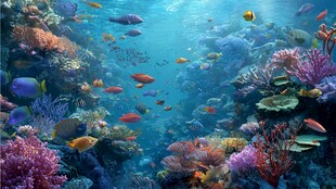 海底缤纷世界的多彩景观