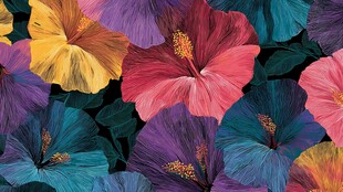 缤纷扶桑花图案背景