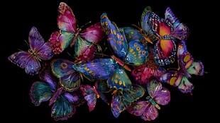 多彩蝴蝶群聚画面