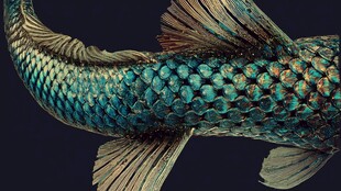 梦幻蓝鳞鱼尾艺术展示